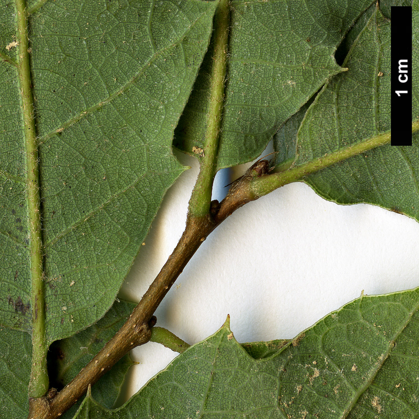 High resolution image: Family: Fagaceae - Genus: Quercus - Taxon: invaginata 